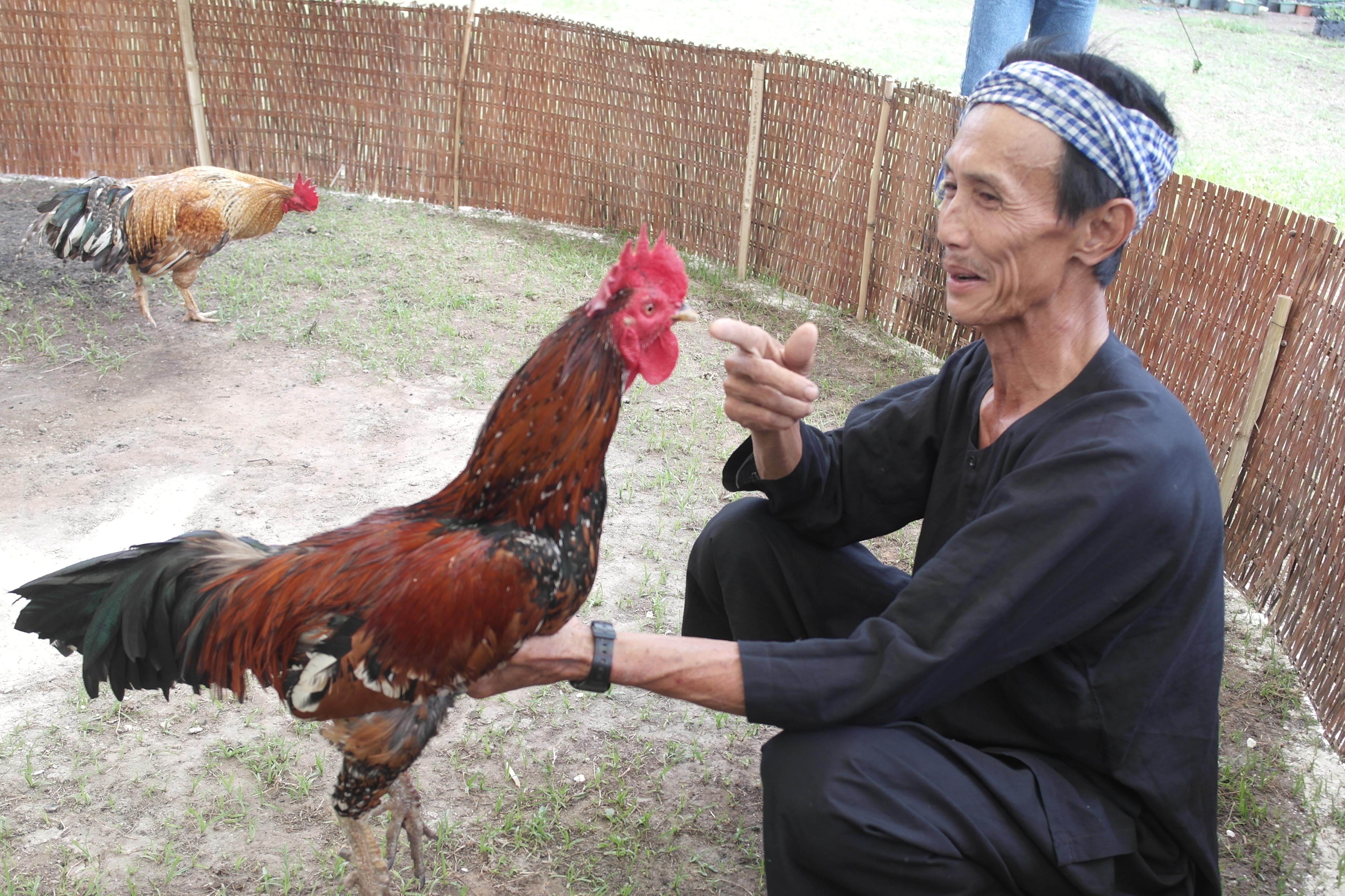 Kinh Nghiệm Chơi Đá Gà